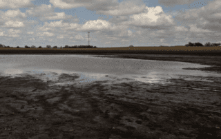 wet fields